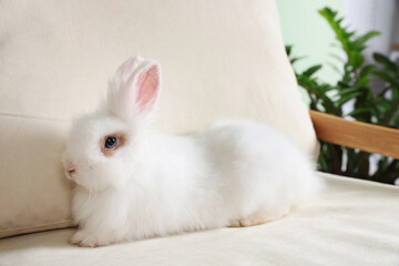 Fluffy white rabbit on sofa indoors. Cute pet
