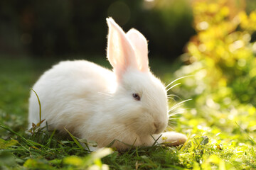 Cute white rabbit on green grass outdoors