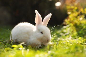 Cute white rabbit on green grass outdoors. Space for text