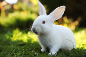 Cute white rabbit on green grass outdoors