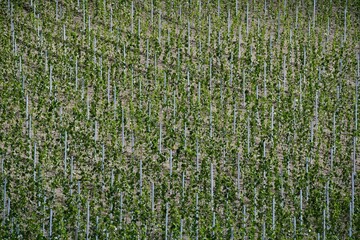 Weinrebenfeld im Frühjahr