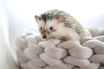 Hedgehog close-up in a gray wicker bed on a light blurred background.African pygmy hedgehog.Accessories and houses for hedgehogs. Pets.Gray hedgehog with white spots.prickly pet. © Yuliya