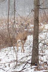 deer in winter forest