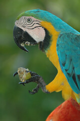 Big blue parrot Ara Hyacinth Macaw with food, Anodorhynchus hyacinthinus