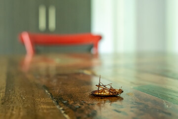 Dead cockroach on a timber kitchen table after being sprayed with pest control