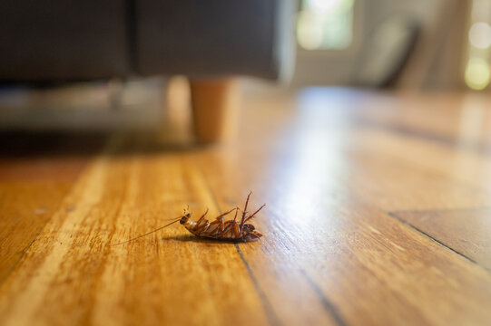 Dead cockroach lying on it's back on a timber floor after being spray by pest control chemical