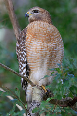 Read-shouldered hawk perched on a tree branch in Crystal River area, Florida, USA