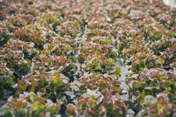 Salad farm vegetable red oak lettuce. Close up fresh organic hydroponic vegetable plantation produce red green salad hydroponic cultivate farm. Red oak lettuce salad in green Organic plantation Farm.