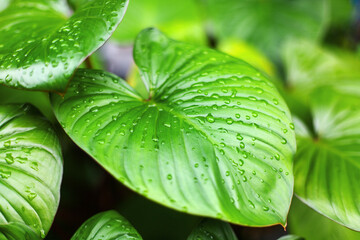 Philodendron green leaves water drops background, Homalomena rubescens wet leaf texture, tropical...