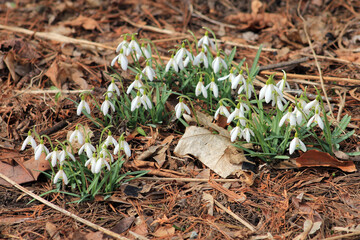 Snowdrops blooming in forest