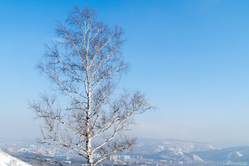 Winter landscape. A lonely birch tree on the slope of a winter hill