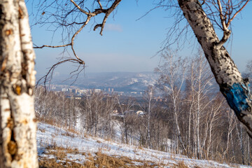 Winter landscape. View of a snow-covered birch grove