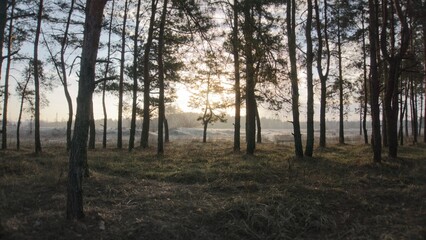 Morning forest landscape