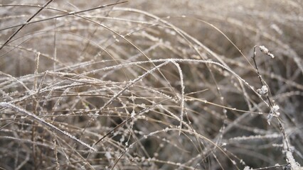 Thin frozen grass in a field in winter
