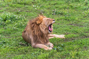 Fototapeta na wymiar Lion yawning while lying on grass