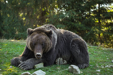 Fototapeta premium Adorable brown bear in forest. Wild animal