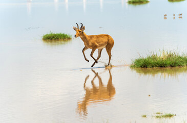 Reedbuck antelope running in the water in Serengeti in Tanzania