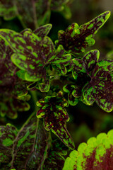 The  painted nettle (Coleus scutellarioides) in the summer 