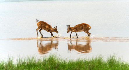 Reedbuck antelopes play fighting in the water in Serengeti in Tanzania