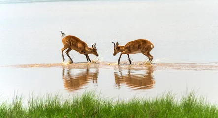Fotobehang Antilope Reedbuck antelopes play fighting in the water in Serengeti in Tanzania  © Howard Darby