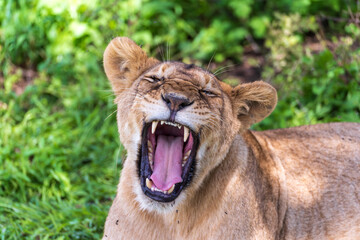 Fototapeta premium Lioness yawning with wide open mouth