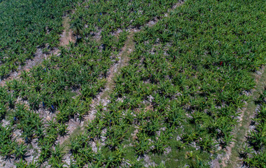 Fototapeta na wymiar Aerial view of bananas plantation in a tropical location