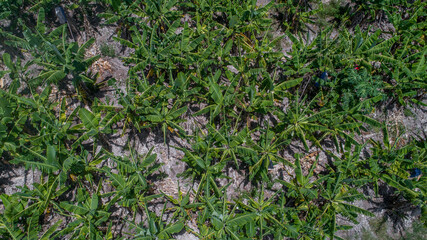 Aerial view of bananas plantation in a tropical location