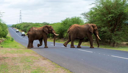 Fototapeta na wymiar Two Elephants crossing a highway in Tanzania with vehicles in background