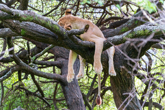 Lioness sleeping in tree in Lake Manyara National Park, Tanzania
