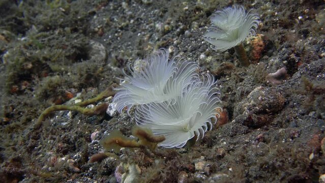 White tube worms grow on the seabed. Their tentacles move in the waves of the sea. They collect food with their tentacles.