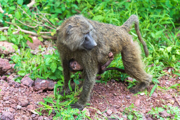 Baboon mother with baby clinging to her looking at camera