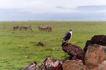 Hawk in Tanzania resting on rock with zebras in background