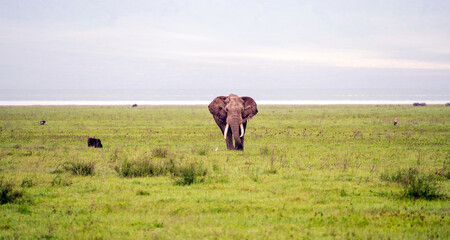 Fototapeta na wymiar Elephant on African grassland walking towards the camera