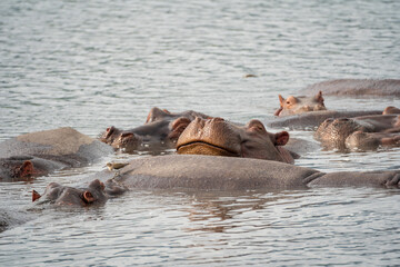 Hippo resting his head on another hippo's back