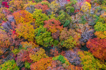 紅葉のつばくろ谷・磐梯吾妻スカイライン