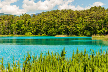 裏磐梯・新緑の五色沼