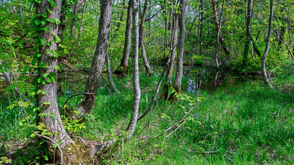 新緑の裏磐梯・探勝路
