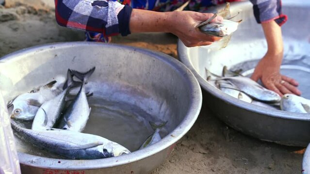 A fisherman's hand is picking freshly caught horse mackerel for sale at a fresh seafood market in a central coastal fishing village in Vietnam