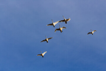 白鳥と冬の青空