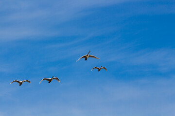 白鳥と冬の青空