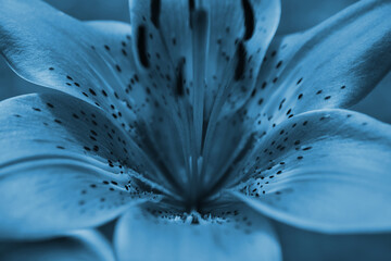 Heart of a wild lily. Close-up of part of a flower. Toned photograph in blue. Macro.