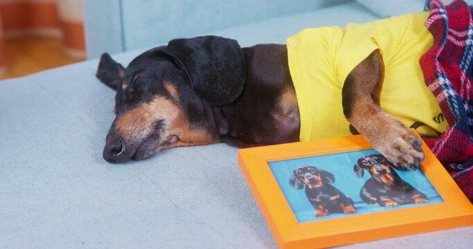 Lovely tired dachshund in yellow t-shirt is sleeping on couch covered with warm blanket, and between its paws dog has framed photo of it with its friend or loved one.