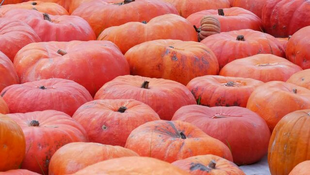Pumpkin harvest. Smooth row of huge number of various pumpkins on the field in the autumn rays of the setting sun. Red or orange Pumpkins of various shapes and sizes. Halloween preparation