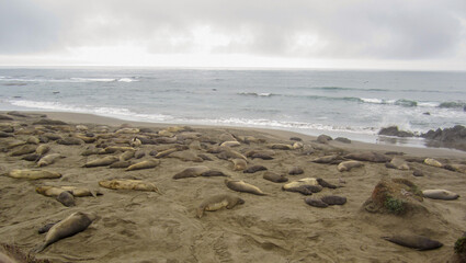 Seals on the beach