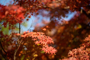 京都　紅葉