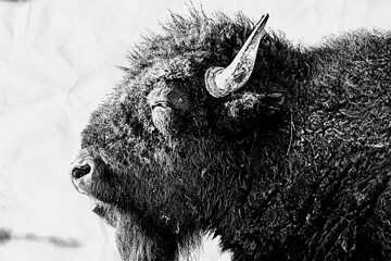 Bison © Josh