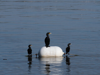 Three Little Black Cormorants Perched on Ropes and a Buoy in a Lake
