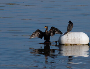 Two Little Black Cormorants, One with Extended Wings and the Other Preening Atop a Buoy