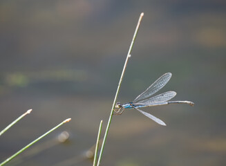 Windblown Azure Bluet Dragonfly Hanging on to a Stem
