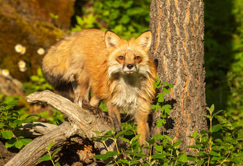 Fototapeta premium Red Fox in Springtime
